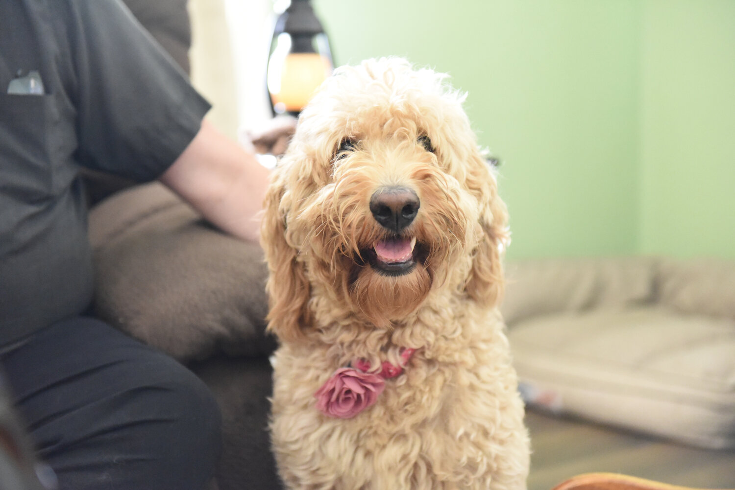 Father William Peckman’s Goldendoodle, and Molly, plays in the St. Mary Rectory in Shelbina.